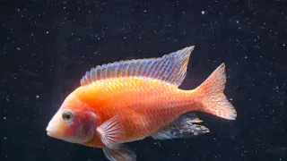 Aulunocara Strawberry macho adulto