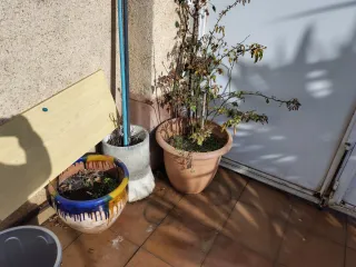 Varios vasi con o senza piante