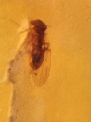 Ámbar Fósil Cretácico Burmita 99 millones años