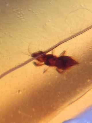 Fósil ámbar birmano Cretácico 99M años