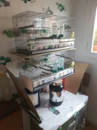 2 gabbie per uccelli 60cm