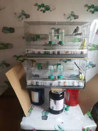 2 gabbie per uccelli 60cm