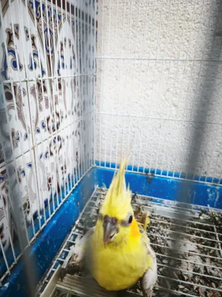 Gabbia per uccelli blu