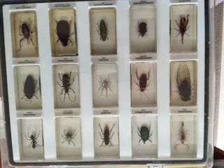 Colección Bichos National Geographic