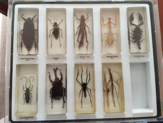 Colección Bichos National Geographic