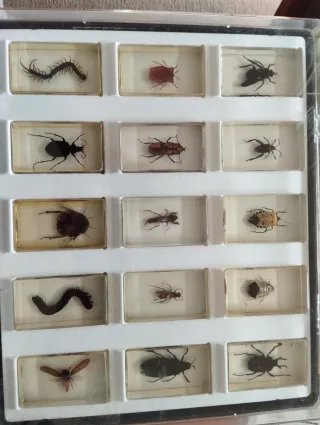 Colección Bichos National Geographic