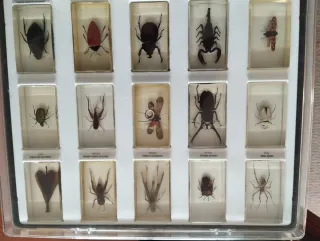 Colección Bichos National Geographic