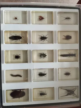 Colección Bichos National Geographic