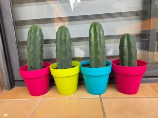 Cactus in vasi colorati 40 euro ciascuno