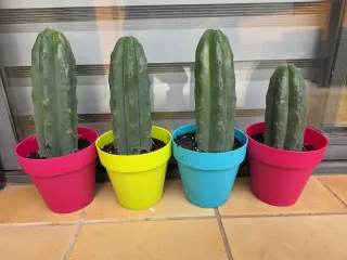 Cactus in vasi colorati 40 euro ciascuno