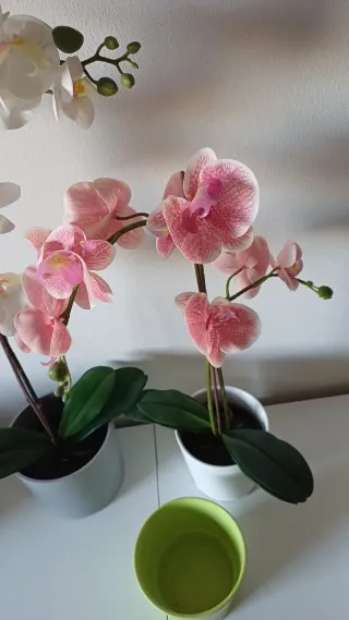 Orchidee Ikea con vasi in ceramica