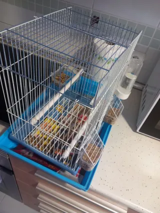 Gabbia per uccelli blu e bianca