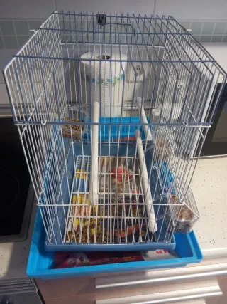 Gabbia per uccelli blu e bianca