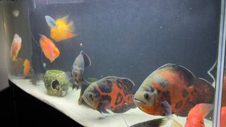 Acuario 240L Completo