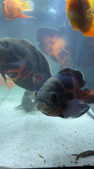 Acuario 240L Completo