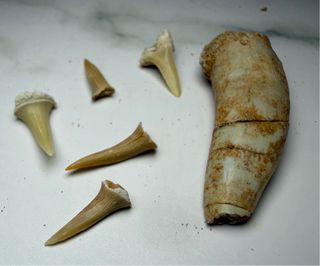 Lote Fósiles Marinos Dientes Tiburón #8