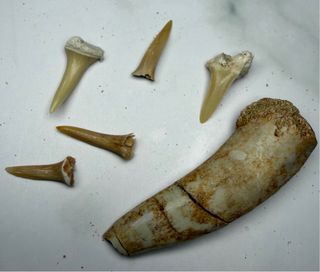 Lote Fósiles Marinos Dientes Tiburón #8