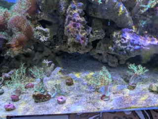 Decoración acuario marino