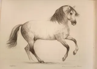 Due incisioni di cavalli firmate