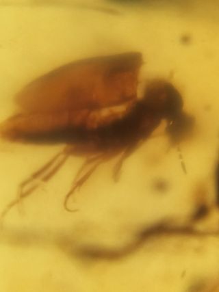 Ámbar Fósil Birmano Cretácico 99 Millones Años