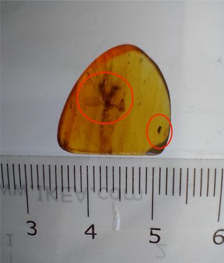 Ámbar birmano fósil Cretácico 99 Ma