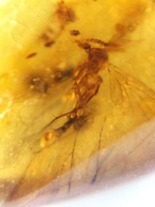 Ámbar birmano fósil Cretácico 99 Ma