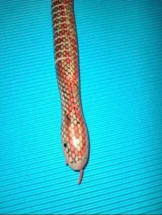 ULTIMAS!! Serpiente madera articulada