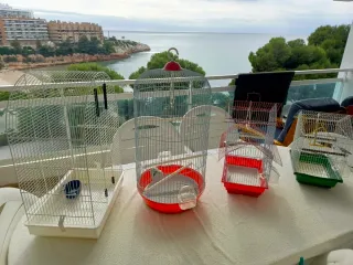 Combo 4 gabbie per uccelli