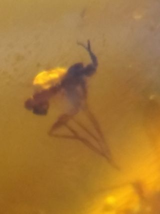 Ámbar Fósil Birmano Cretácico 99M Años