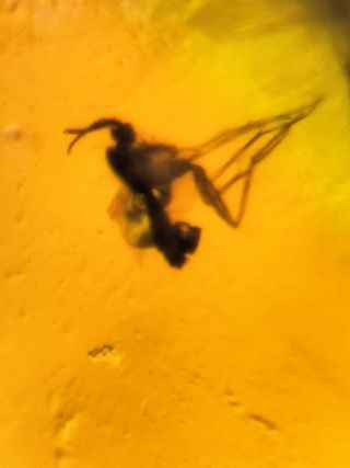 Ámbar Fósil Birmano Cretácico 99M Años