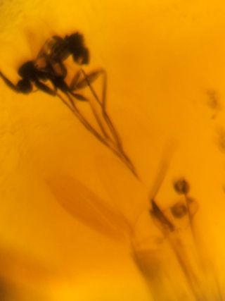 Ámbar Fósil Birmano Cretácico 99M Años