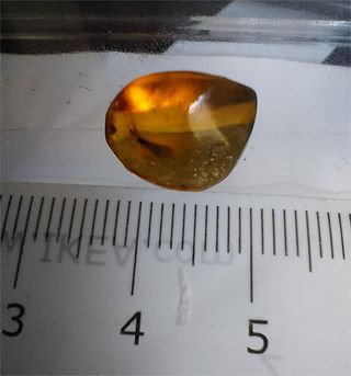 Ámbar Fósil Birmano Cretácico 99M Años