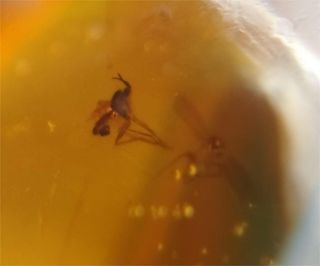 Ámbar Fósil Birmano Cretácico 99M Años