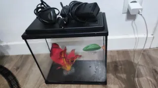 Acuario AquAtlantis 12L con filtro/calentador