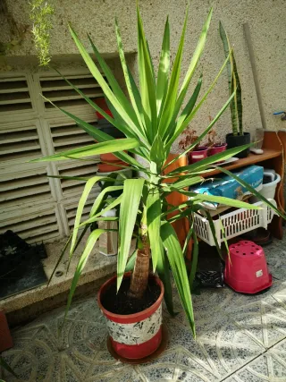 2 Palmeras Yuca - 25€