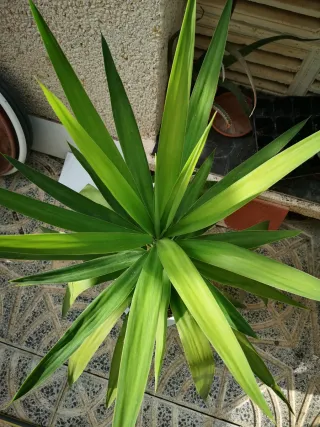 2 Palmeras Yuca - 25€