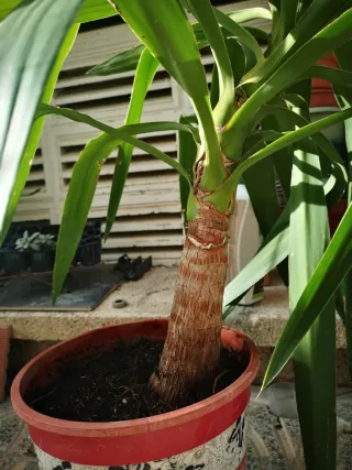 2 Palmeras Yuca - 25€