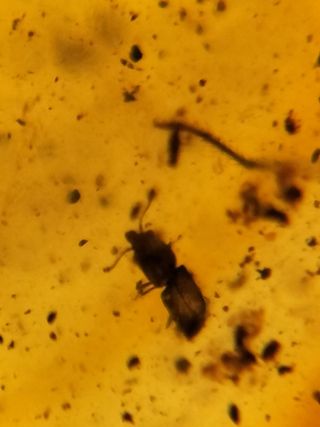 Múltiples inclusiones en ámbar birmano fósil