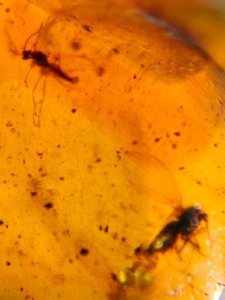 Múltiples inclusiones en ámbar birmano fósil