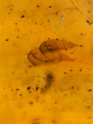 Múltiples inclusiones en ámbar birmano fósil