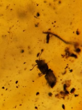 Múltiples inclusiones en ámbar birmano fósil