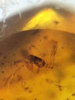 Múltiples inclusiones en ámbar birmano fósil