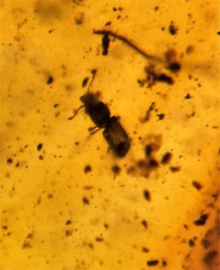 Múltiples inclusiones en ámbar birmano fósil