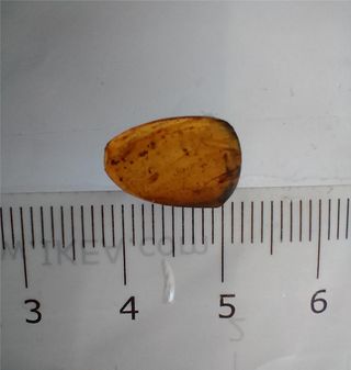 Múltiples inclusiones en ámbar birmano fósil