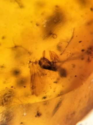 Múltiples inclusiones en ámbar birmano fósil