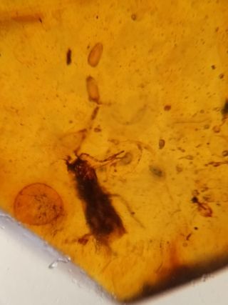 Varias inclusiones ámbar birmano fósil Cretácico