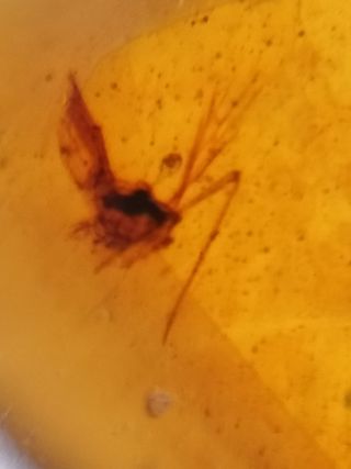 Varias inclusiones ámbar birmano fósil Cretácico