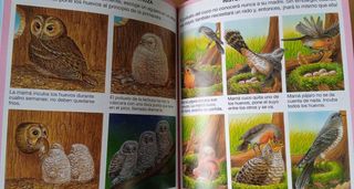 Diccionario por imágenes del bosque FLEURUS PANINI