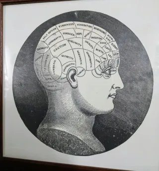 Quadro Testa Frenologica Cornice Legno