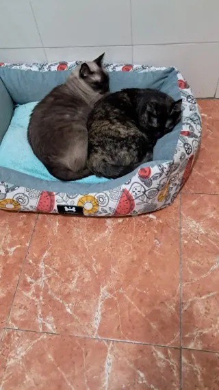 Cuidadora d gatos perros